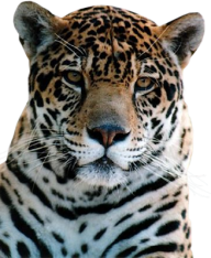 leopard PNG Free Download 10