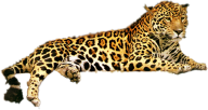 leopard PNG Free Download 13