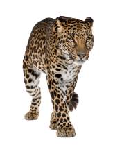 leopard PNG Free Download 14