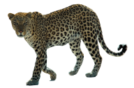 leopard PNG Free Download 15