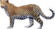 leopard PNG Free Download 17