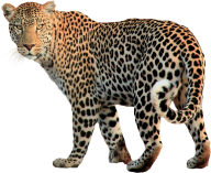 leopard PNG Free Download 18