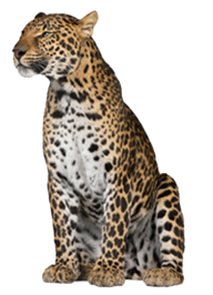 leopard PNG Free Download 23