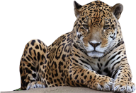 leopard PNG Free Download 25