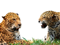 leopard PNG Free Download 27
