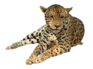 leopard PNG Free Download 3