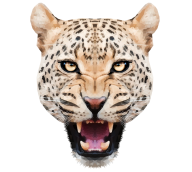 leopard PNG Free Download 32
