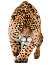 leopard PNG Free Download 6