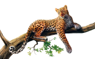 leopard PNG Free Download 7