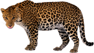 leopard PNG Free Download 9