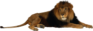 Lion PNG Free Download 1