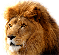 Lion PNG Free Download 10