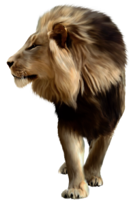 Lion PNG Free Download 11