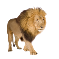 Lion PNG Free Download 13