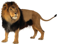 Lion PNG Free Download 2