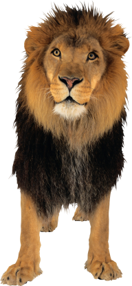 Lion PNG Free Download 3