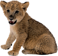 Lion PNG Free Download 4
