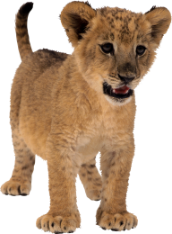 Lion PNG Free Download 5