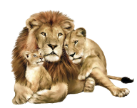 Lion PNG Free Download 6