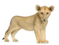 Lion PNG Free Download 7