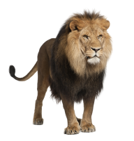 Lion PNG Free Download 8