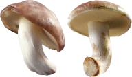 little fresh mushroom free download png