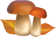 little mushroom clipart free download pngmushroom_PNG3222