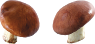 little mushroom free download png