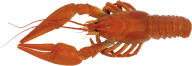 Lobster PNG Free Download 12