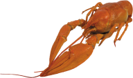 Lobster PNG Free Download 13