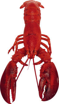 Lobster PNG Free Download 18