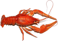 Lobster PNG Free Download 23