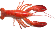 Lobster PNG Free Download 33