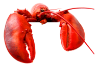 Lobster PNG Free Download 36