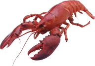 Lobster PNG Free Download 5