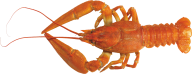 Lobster PNG Free Download 7