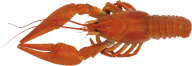 Lobster PNG Free Download 8