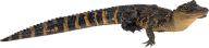 Long Tail Crocodile Png