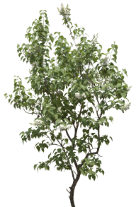 Malligai Tree Png