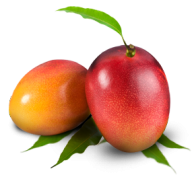 Mango PNG Free Download 24