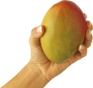 Mango PNG Free Download 5