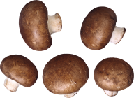 mushroom buts  free download png