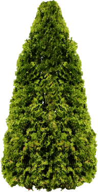 Narrow Tree Png