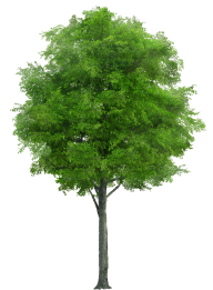 Neem Tree Png Free Download