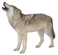 noising wolf free png download