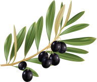 Olives PNG Free Download 12