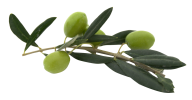 Olives PNG Free Download 22