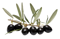 Olives PNG Free Download 24