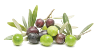 Olives PNG Free Download 37