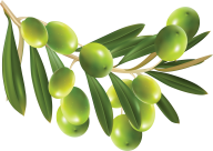 Olives PNG Free Download 7